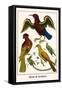 Birds and Swallow-Albertus Seba-Framed Stretched Canvas