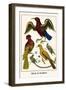 Birds and Swallow-Albertus Seba-Framed Art Print