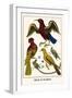 Birds and Swallow-Albertus Seba-Framed Art Print