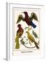 Birds and Swallow-Albertus Seba-Framed Art Print