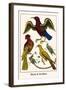 Birds and Swallow-Albertus Seba-Framed Art Print