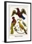 Birds and Swallow-Albertus Seba-Framed Art Print