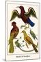 Birds and Swallow-Albertus Seba-Mounted Art Print