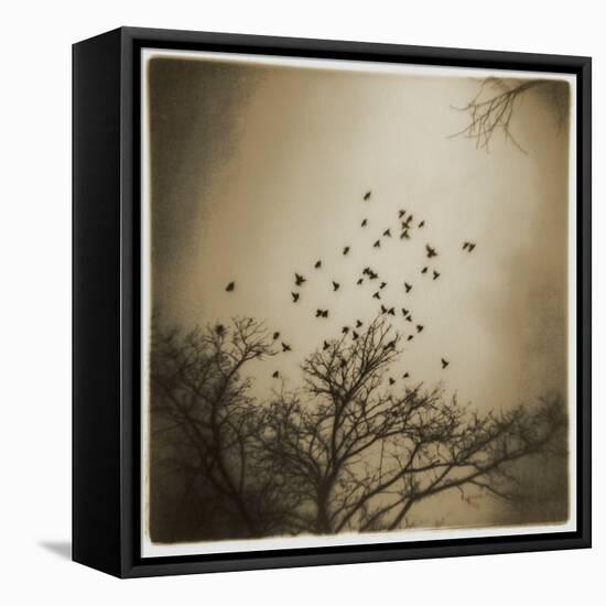 Birds and Trees, Discovery Park-Kevin Cruff-Framed Stretched Canvas