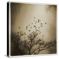 Birds and Trees, Discovery Park-Kevin Cruff-Stretched Canvas