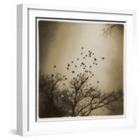 Birds and Trees, Discovery Park-Kevin Cruff-Framed Photographic Print