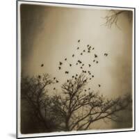 Birds and Trees, Discovery Park-Kevin Cruff-Mounted Photographic Print