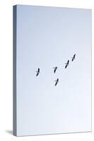 Birds, Animals, Flying, Geese, Winter-Nora Frei-Stretched Canvas