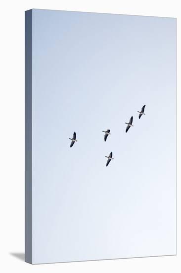 Birds, Animals, Flying, Geese, Winter-Nora Frei-Stretched Canvas