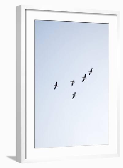 Birds, Animals, Flying, Geese, Winter-Nora Frei-Framed Photographic Print