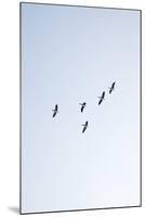 Birds, Animals, Flying, Geese, Winter-Nora Frei-Mounted Photographic Print