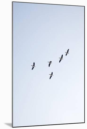 Birds, Animals, Flying, Geese, Winter-Nora Frei-Mounted Photographic Print