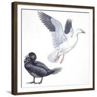 Birds: Anseriformes, Snow Goose (Chen Caerulescens) and Musk Duck (Biziura Lobata)-null-Framed Giclee Print