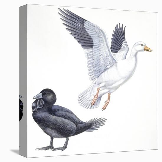 Birds: Anseriformes, Snow Goose (Chen Caerulescens) and Musk Duck (Biziura Lobata)-null-Stretched Canvas