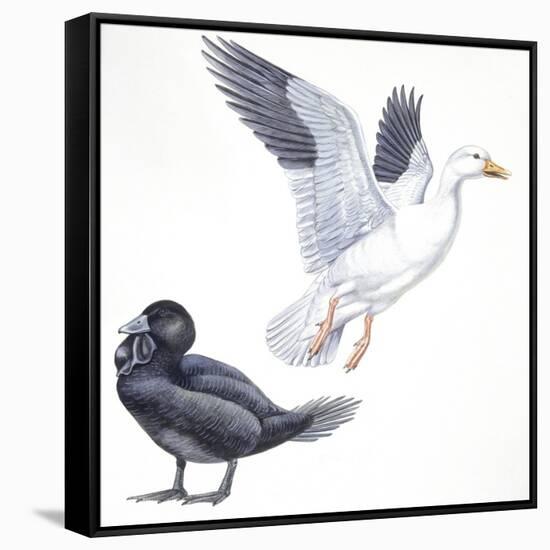 Birds: Anseriformes, Snow Goose (Chen Caerulescens) and Musk Duck (Biziura Lobata)-null-Framed Stretched Canvas