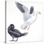 Birds: Anseriformes, Snow Goose (Chen Caerulescens) and Musk Duck (Biziura Lobata)-null-Stretched Canvas