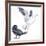 Birds: Anseriformes, Snow Goose (Chen Caerulescens) and Musk Duck (Biziura Lobata)-null-Framed Giclee Print
