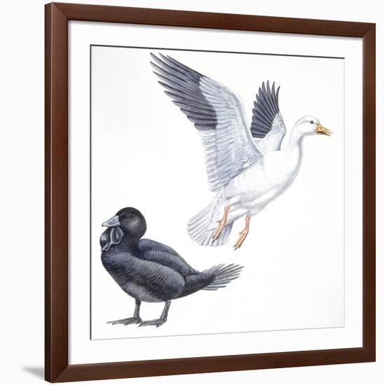 Birds: Anseriformes, Snow Goose (Chen Caerulescens) and Musk Duck (Biziura Lobata)-null-Framed Giclee Print