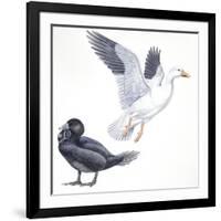Birds: Anseriformes, Snow Goose (Chen Caerulescens) and Musk Duck (Biziura Lobata)-null-Framed Giclee Print
