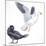 Birds: Anseriformes, Snow Goose (Chen Caerulescens) and Musk Duck (Biziura Lobata)-null-Mounted Giclee Print