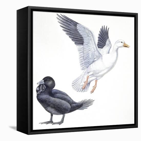 Birds: Anseriformes, Snow Goose (Chen Caerulescens) and Musk Duck (Biziura Lobata)-null-Framed Stretched Canvas