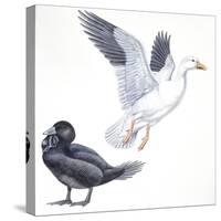 Birds: Anseriformes, Snow Goose (Chen Caerulescens) and Musk Duck (Biziura Lobata)-null-Stretched Canvas