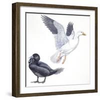 Birds: Anseriformes, Snow Goose (Chen Caerulescens) and Musk Duck (Biziura Lobata)-null-Framed Giclee Print