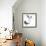 Birds: Anseriformes, Snow Goose (Chen Caerulescens) and Musk Duck (Biziura Lobata)-null-Framed Giclee Print displayed on a wall