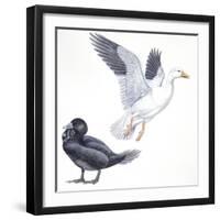 Birds: Anseriformes, Snow Goose (Chen Caerulescens) and Musk Duck (Biziura Lobata)-null-Framed Giclee Print