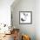 Birds: Anseriformes, Snow Goose (Chen Caerulescens) and Musk Duck (Biziura Lobata)-null-Framed Giclee Print displayed on a wall