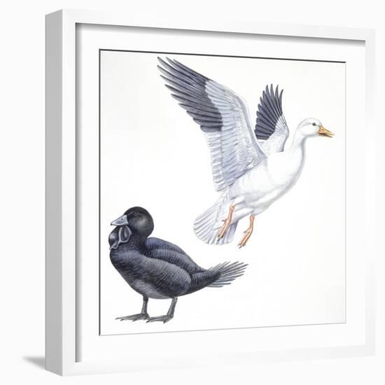 Birds: Anseriformes, Snow Goose (Chen Caerulescens) and Musk Duck (Biziura Lobata)-null-Framed Giclee Print