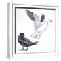 Birds: Anseriformes, Snow Goose (Chen Caerulescens) and Musk Duck (Biziura Lobata)-null-Framed Giclee Print