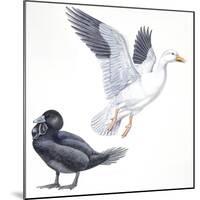 Birds: Anseriformes, Snow Goose (Chen Caerulescens) and Musk Duck (Biziura Lobata)-null-Mounted Giclee Print