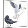 Birds: Anseriformes, Snow Goose (Chen Caerulescens) and Musk Duck (Biziura Lobata)-null-Mounted Giclee Print