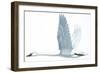 Birds: Anseriformes, Trumpeter Swan, (Cygnus Buccinator)-null-Framed Giclee Print