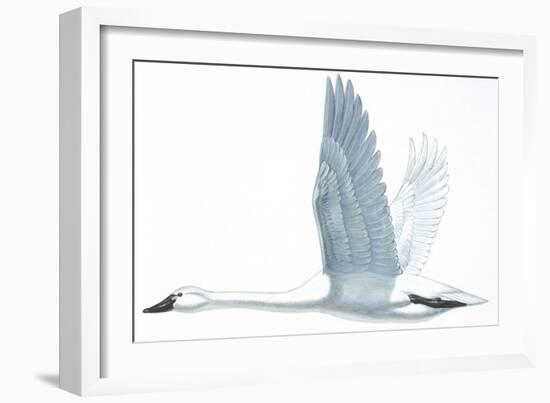 Birds: Anseriformes, Trumpeter Swan, (Cygnus Buccinator)-null-Framed Giclee Print