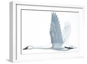 Birds: Anseriformes, Trumpeter Swan, (Cygnus Buccinator)-null-Framed Giclee Print