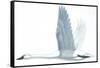 Birds: Anseriformes, Trumpeter Swan, (Cygnus Buccinator)-null-Framed Stretched Canvas