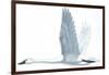 Birds: Anseriformes, Trumpeter Swan, (Cygnus Buccinator)-null-Framed Giclee Print