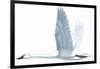 Birds: Anseriformes, Trumpeter Swan, (Cygnus Buccinator)-null-Framed Giclee Print