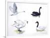 Birds: Anseriformes-null-Framed Giclee Print