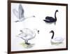 Birds: Anseriformes-null-Framed Giclee Print