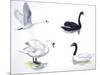 Birds: Anseriformes-null-Mounted Giclee Print