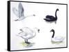 Birds: Anseriformes-null-Framed Stretched Canvas