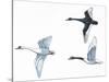 Birds: Anseriformes-null-Stretched Canvas