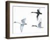 Birds: Anseriformes-null-Framed Giclee Print