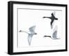 Birds: Anseriformes-null-Framed Giclee Print