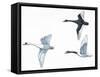 Birds: Anseriformes-null-Framed Stretched Canvas