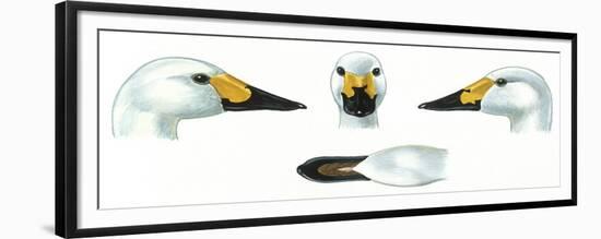 Birds: Anseriformes-null-Framed Giclee Print