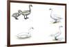 Birds: Anseriformes-null-Framed Giclee Print